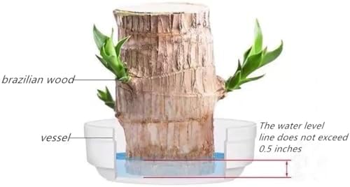 Brazilian Lucky Wood Decor Set for Home and Office
