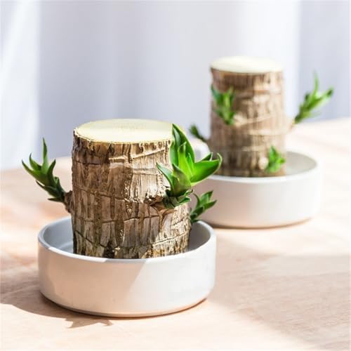 Brazilian Lucky Wood Decor Set for Home and Office