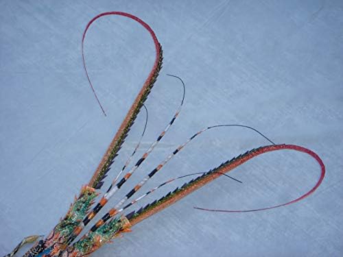 Super-Skin Handmade Bamboo Wall Sculpture Big Lobster 31 Inches