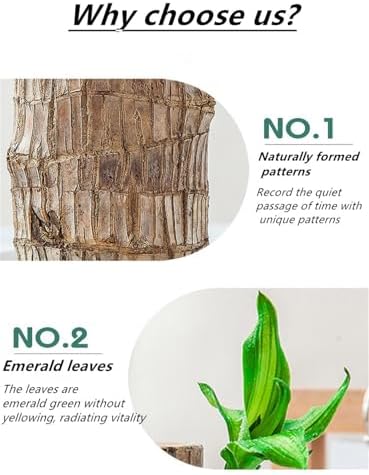 Brazilian Lucky Wood Decor Set for Home and Office