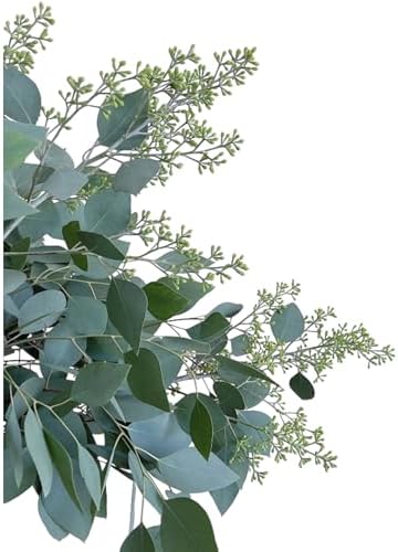 10 Fresh Eucalyptus Leaves for Decor and Gift