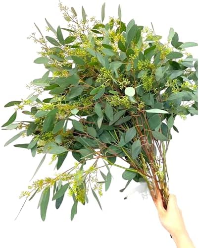 10 Fresh Eucalyptus Leaves for Decor and Gift