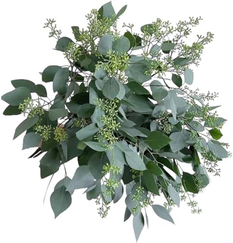 10 Fresh Eucalyptus Leaves for Decor and Gift