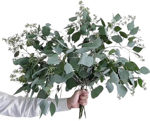 10 Fresh Eucalyptus Leaves for Decor and Gift