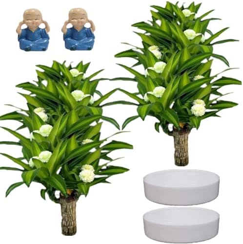 Brazilian Lucky Wood Decor Set for Home and Office